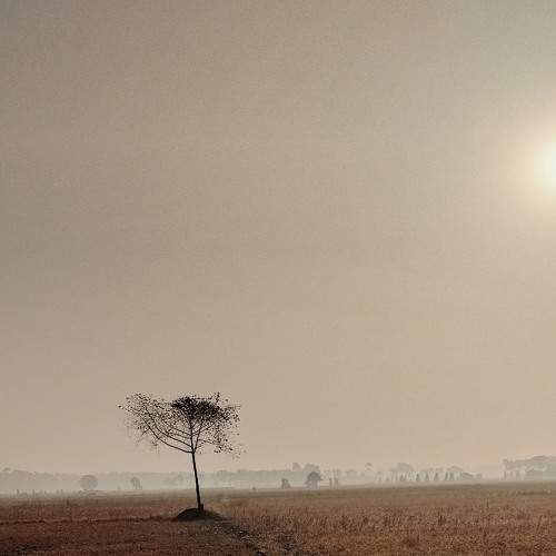 Single dry tree in  mist.