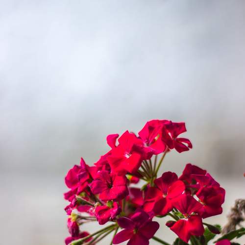 Photo #7906126