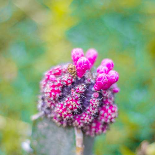 Photo #7906131