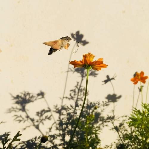 Photo #7906738