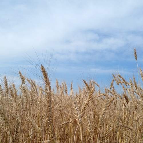 Photo #7907688