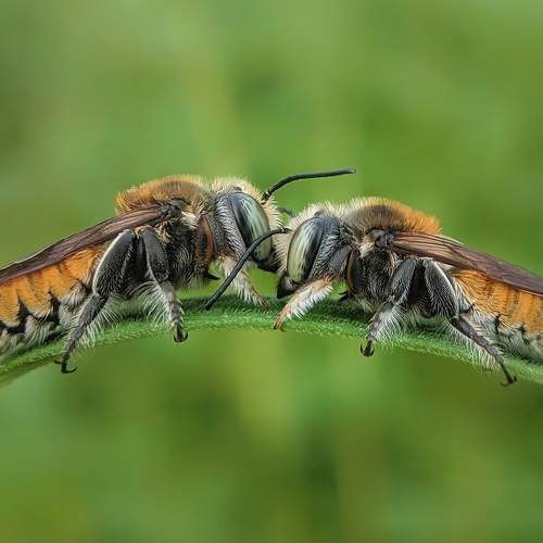Kissing Frame of Two Bee ..