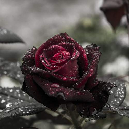 Photo #7908267