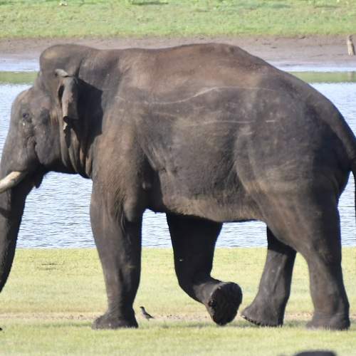 Elephant from southern wood's