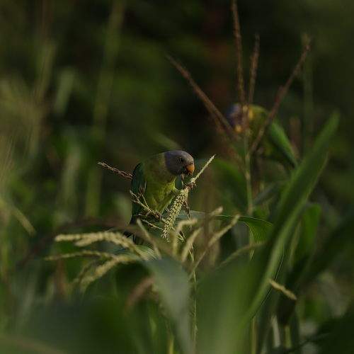Photo #7909896