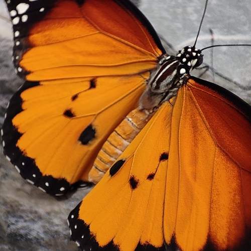 Photo #7909937