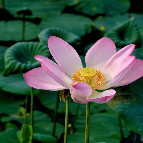 color and beauty
