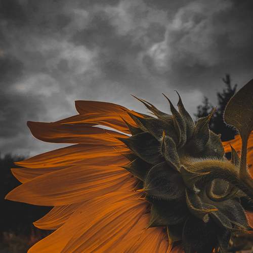 Photo #7918639