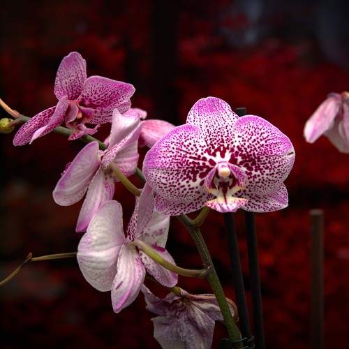 Photo #7920314