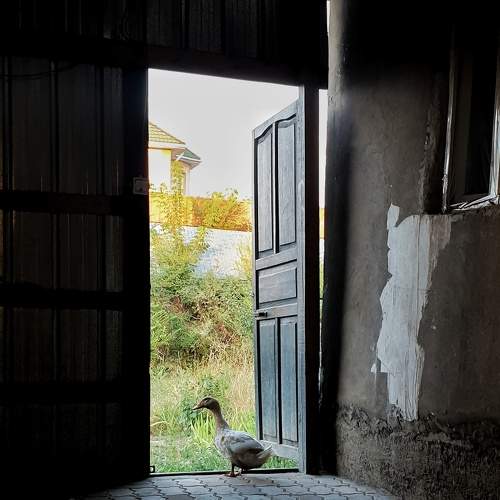 Photo #7923464