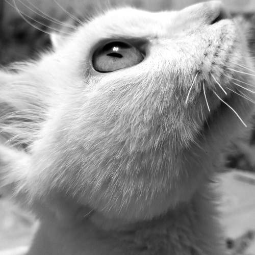 Мой кот Джудик