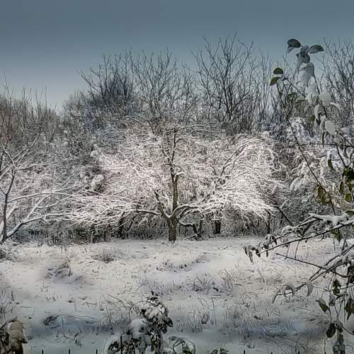 Photo #7932001