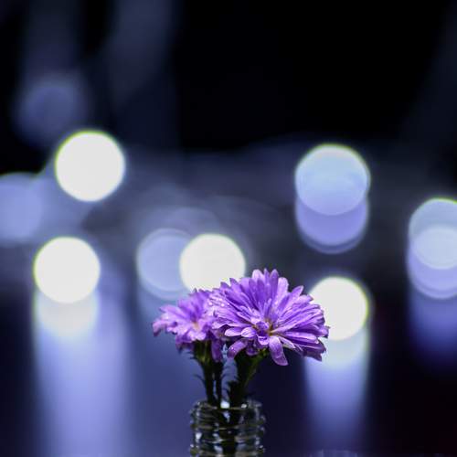 Photo #7934356