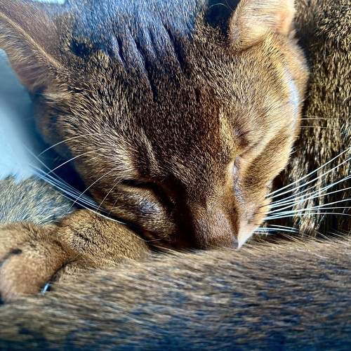 Photo #7934474