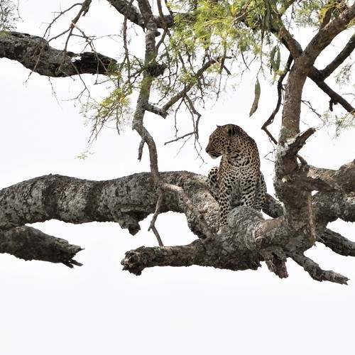 Leopard in a Tree