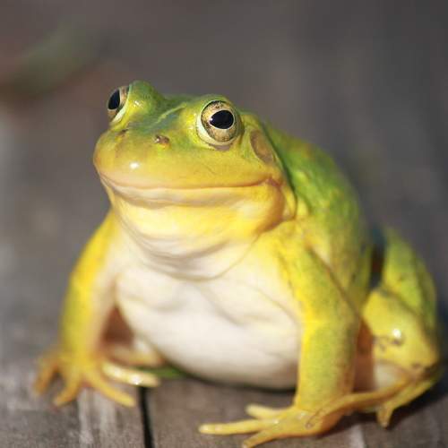 Прудовая лягушка (лат. Pelophylax lessonae)