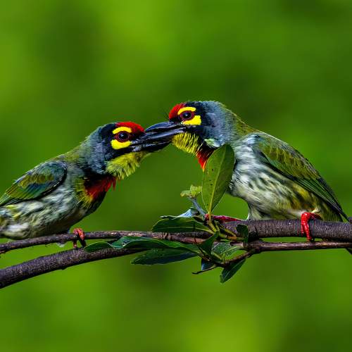 A Wild Kiss