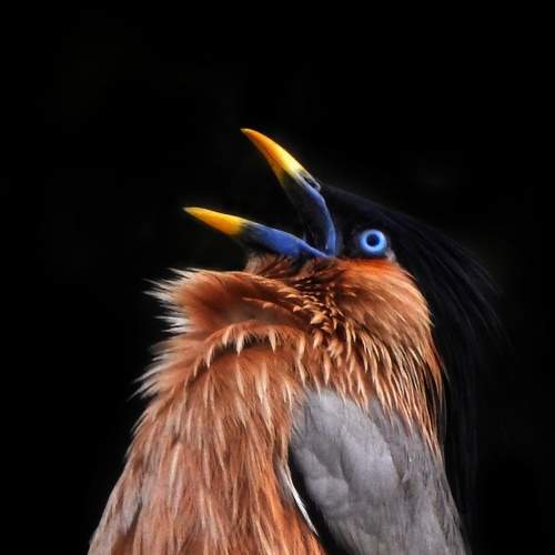 Angry Bird
