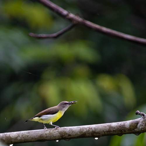 Purple rumped Sunbird Female.