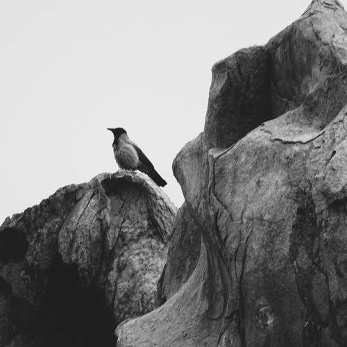 Photo #7950267