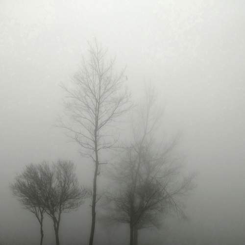 A single tree in the fog