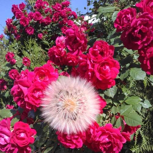 Photo #7953093