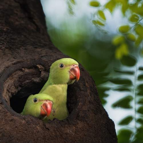 Rose-ringed parakeet
