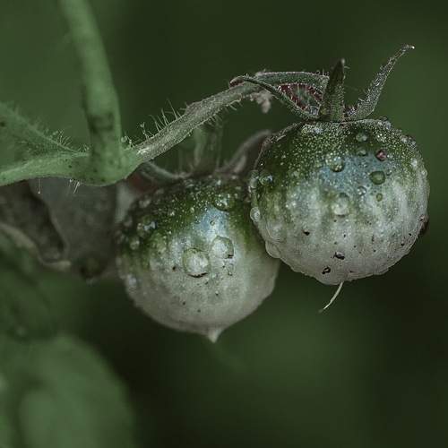 Photo #7958799