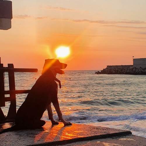 Photo #7961142