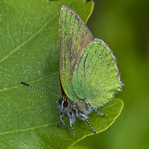 Photo #7963685