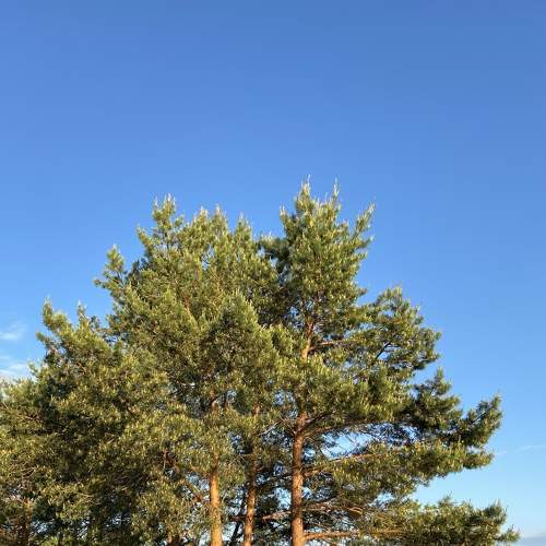 Photo #7964405