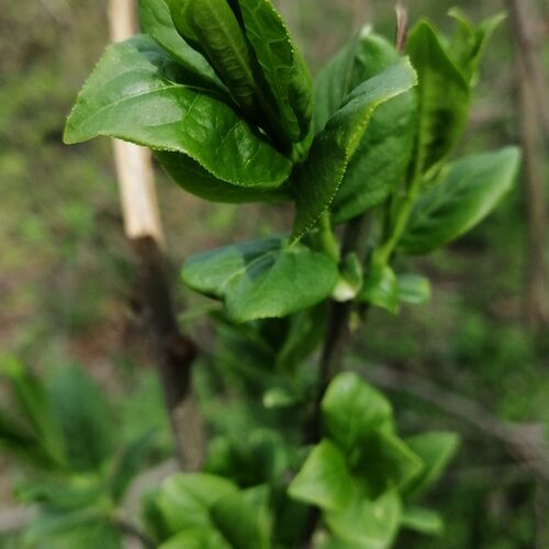 Photo #7964824