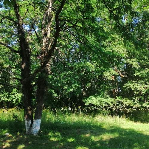 Photo #7964960
