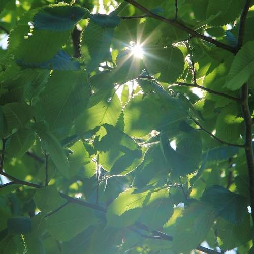 Photo #7965000
