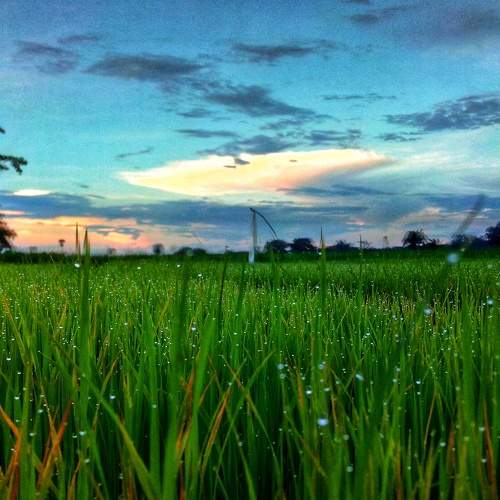 After the rains