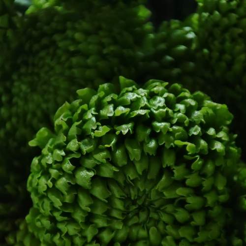 Photo #7965793