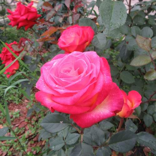 Photo #7970208