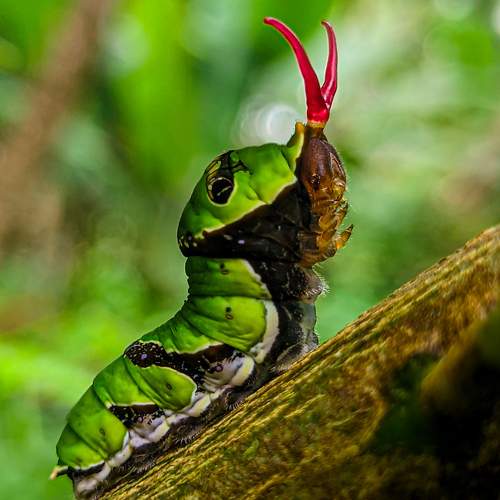 Caterpillar ejecting its Osmeterium
