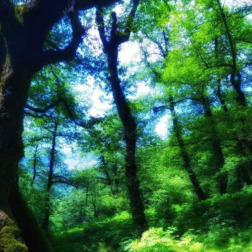 Beautiful forest trees