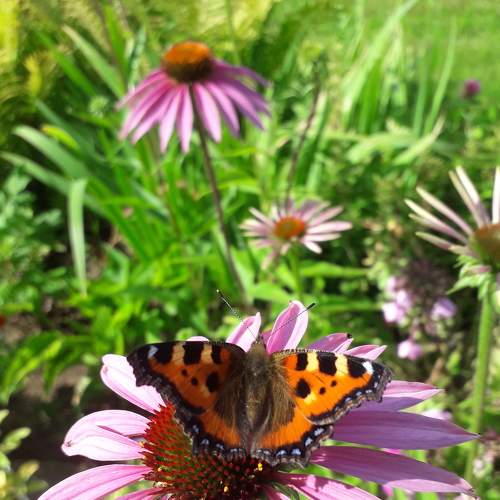 Photo #7972476