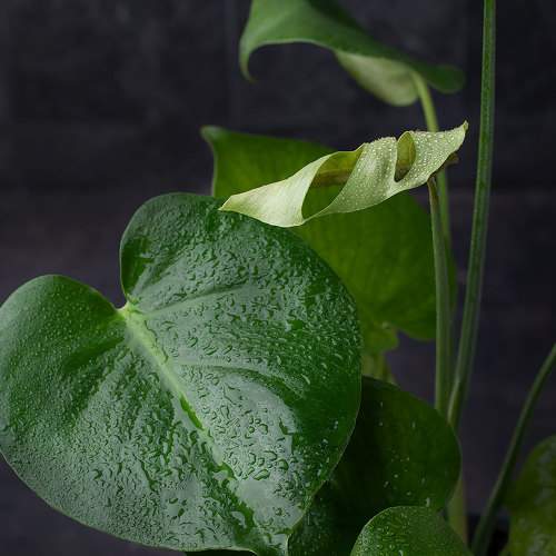 Photo #7972931