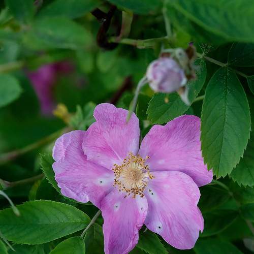 Photo #7972932