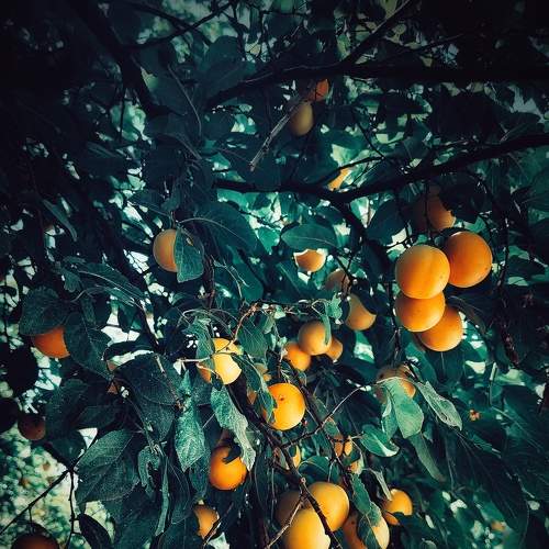 Photo #7974236