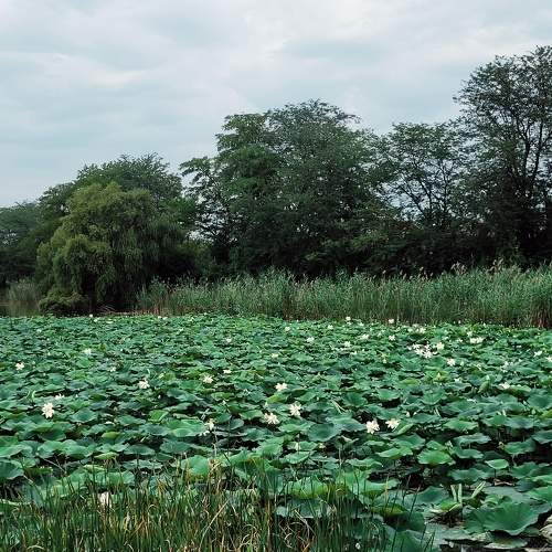 Photo #7974245