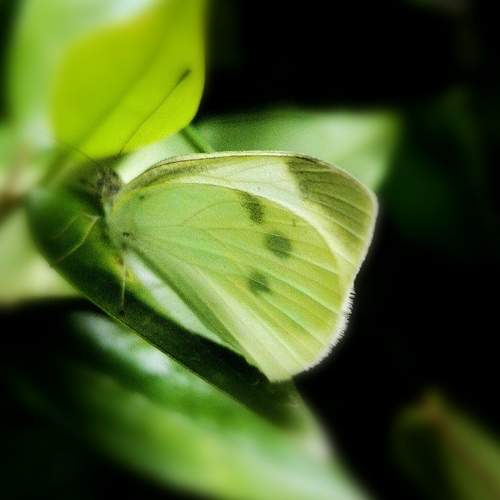 Photo #7975639