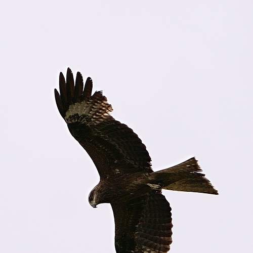 Photo #7976926