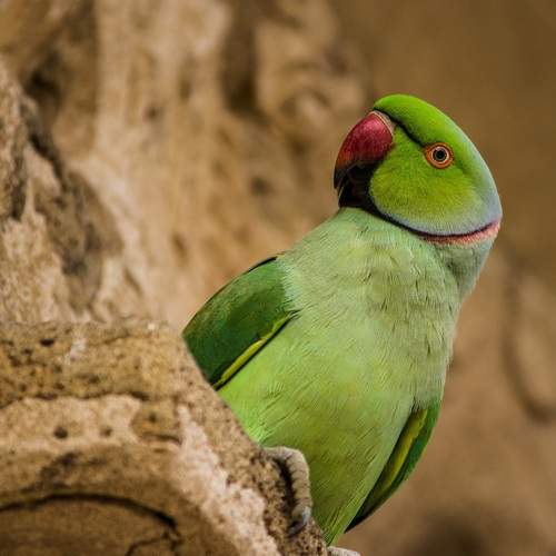 Rose-ringed Parakeet