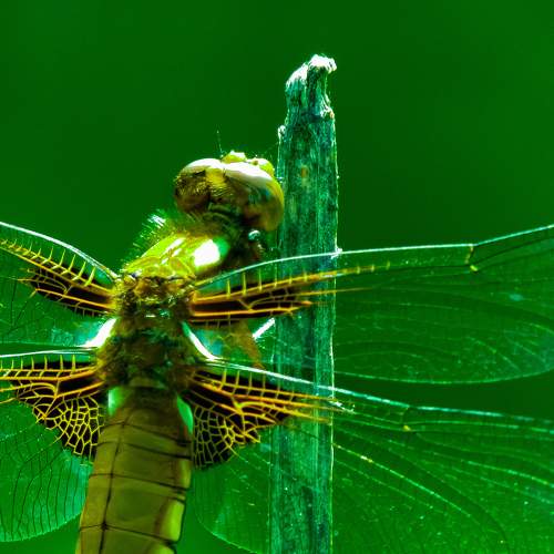 Photo #7978584