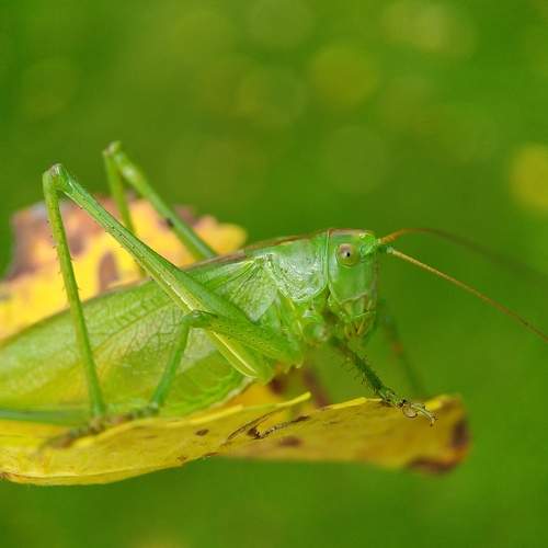 Grasshopper