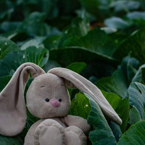 Photo #7981010